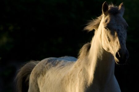 2025年末2026年始のお知らせ